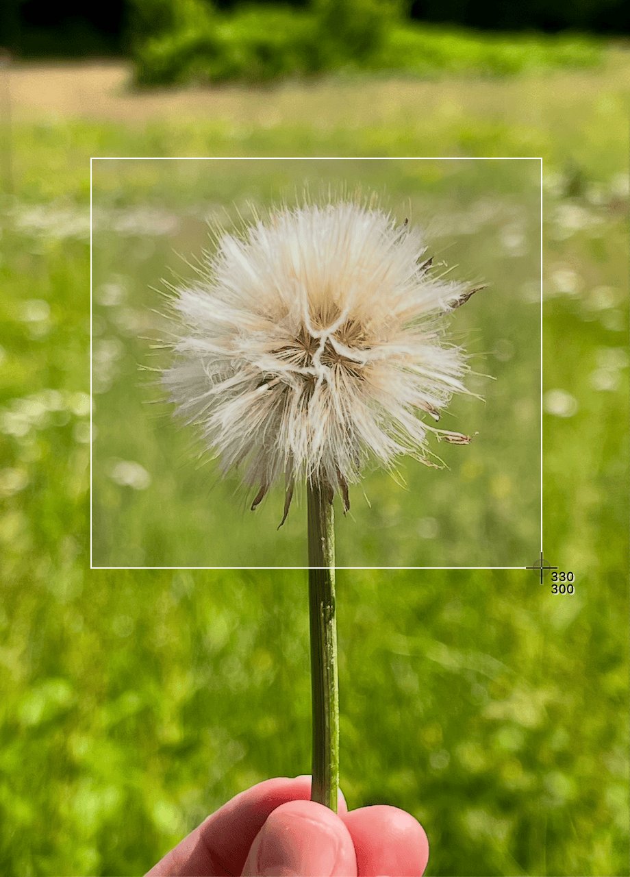 macOS screen capture selection box drawn over an open photo