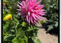 Camera app focus box and sun exposure slider on a pink flower