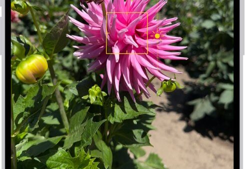 How to use the iPhone 12 camera like a pro