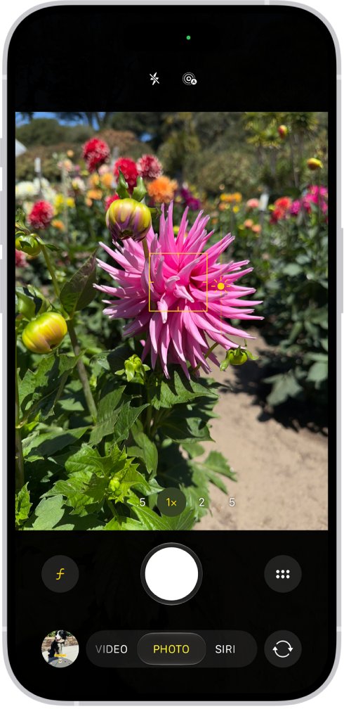 Camera app focus box and sun exposure slider on a pink flower